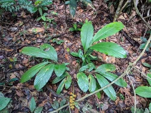 Renealmia breviscapa