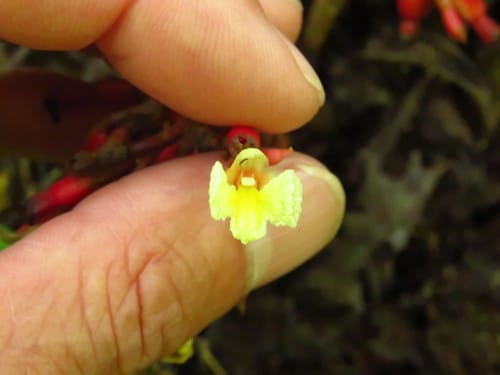 Renealmia mexicana (Hoja de bexo) — photo