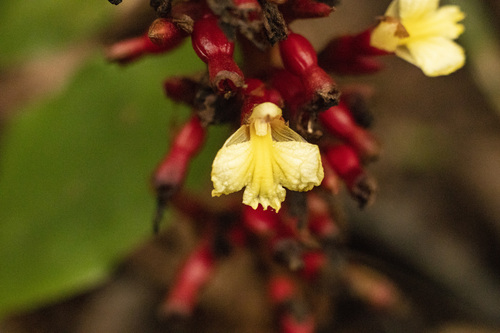 Renealmia mexicana