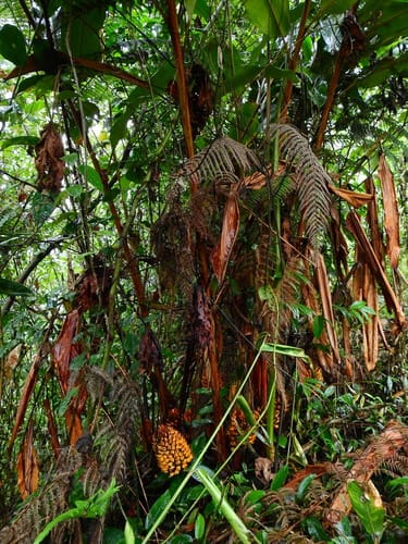 Renealmia nicolaioides (Wekiho) — photo