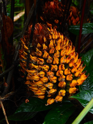 Renealmia nicolaioides