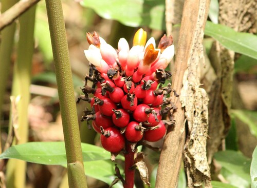 Renealmia petasites