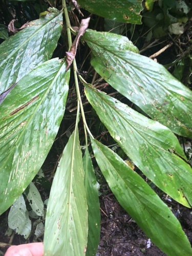 Renealmia thyrsoidea — photo