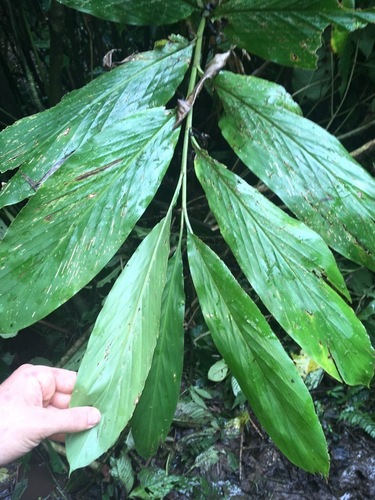 Renealmia thyrsoidea — photo