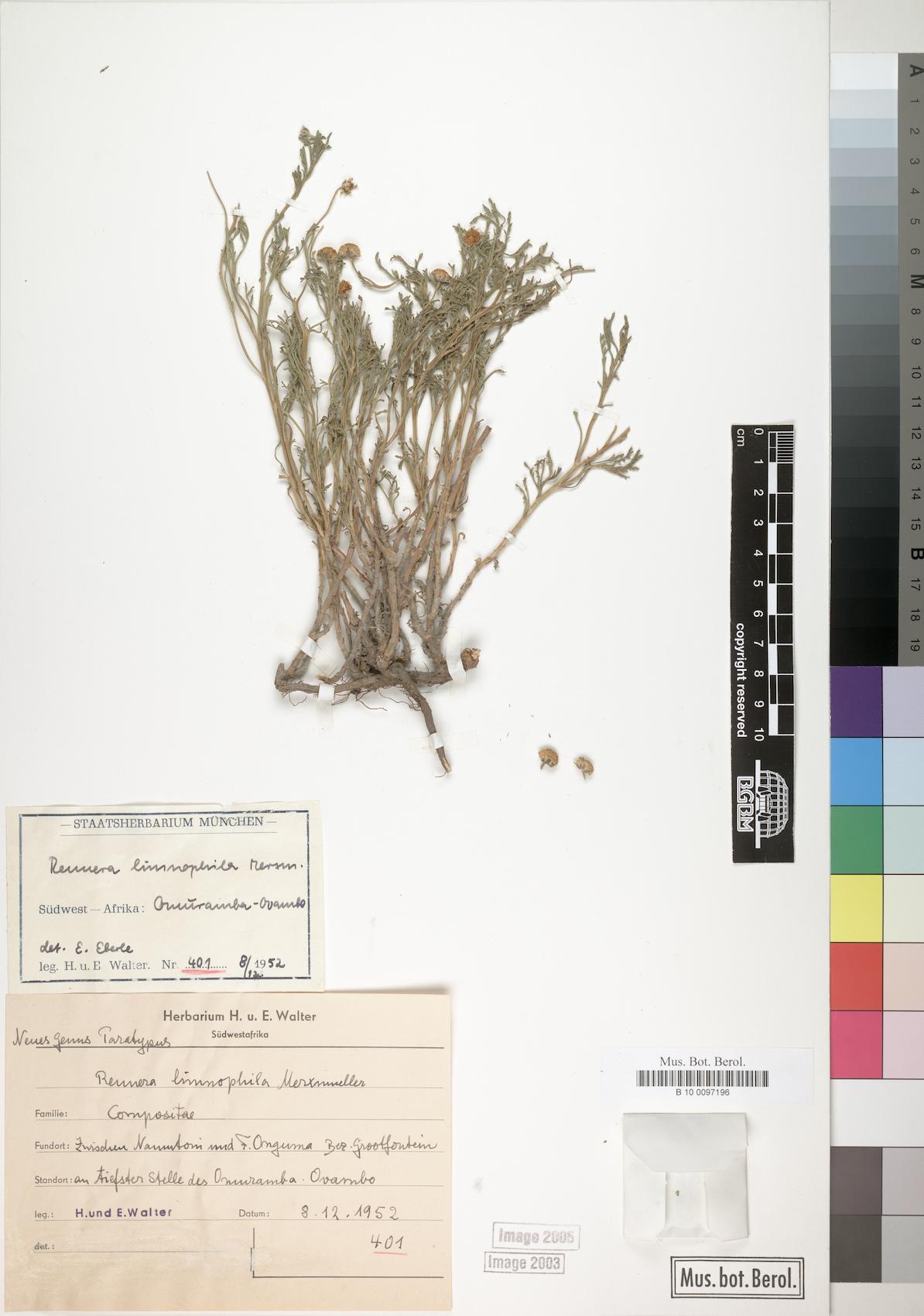 Rennera limnophila — photo