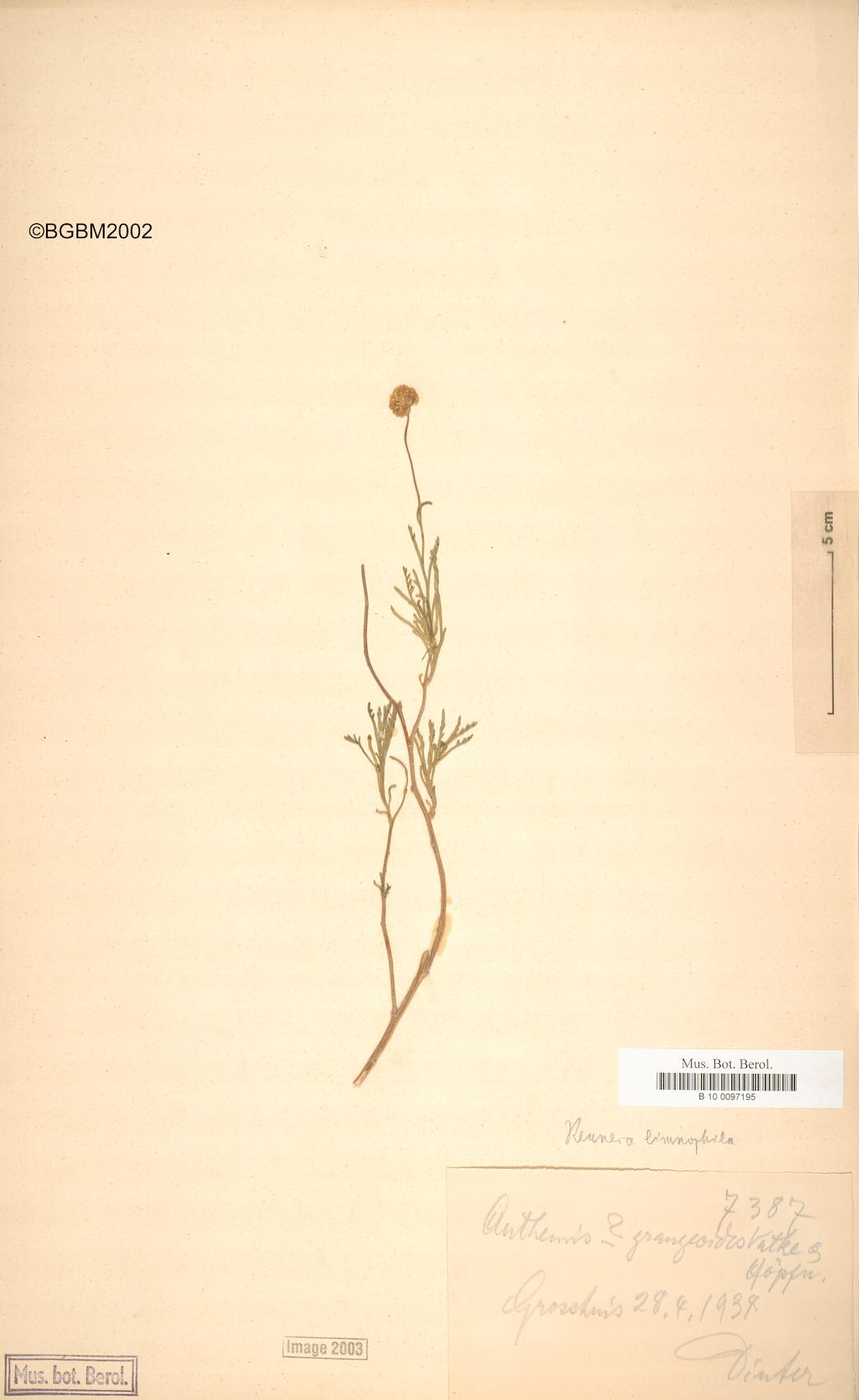 Rennera limnophila — photo