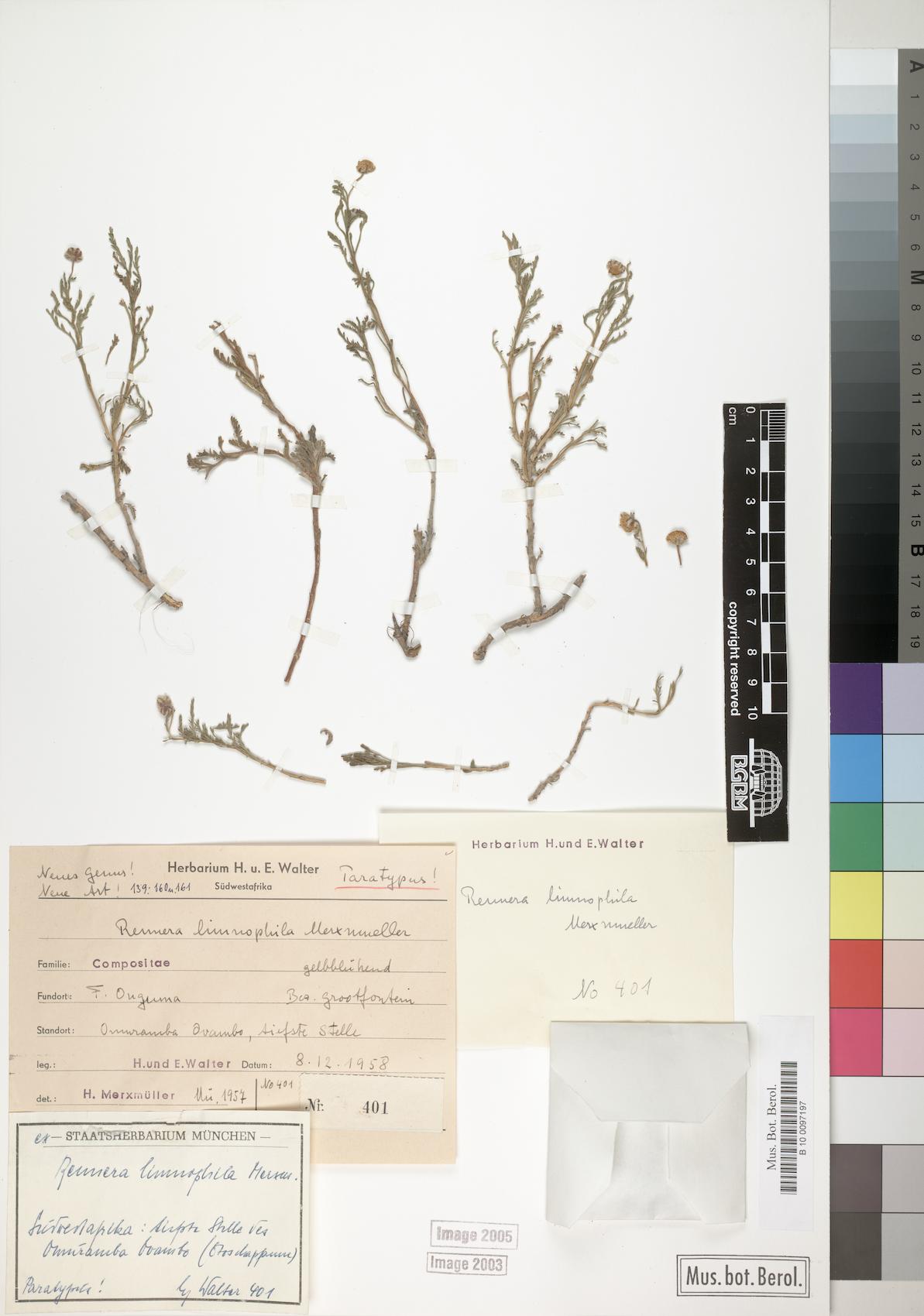 Rennera limnophila