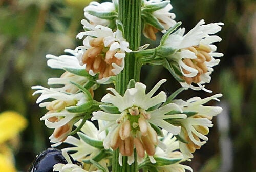 Reseda alba (White mignonette) — photo