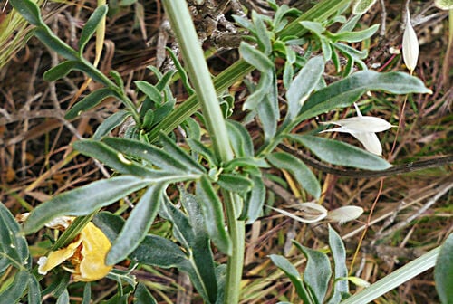 Reseda alba (White mignonette) — photo