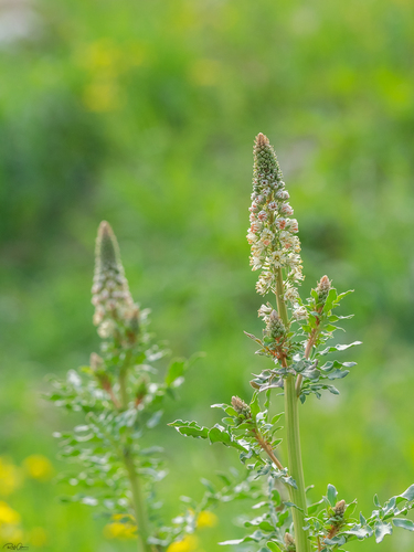 Reseda alba