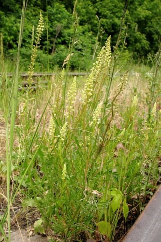 Reseda lutea (Wild mignonette) — photo