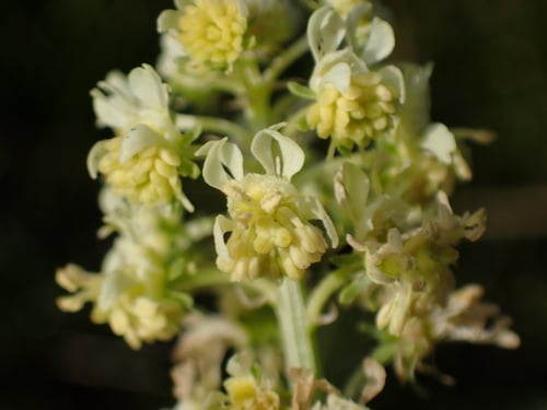 Resedaceae