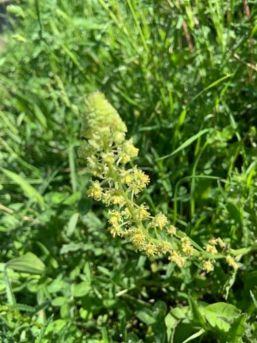 Reseda lutea (Wild mignonette) — photo