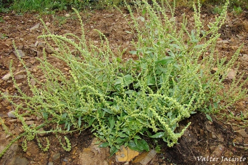 Reseda luteola (Weld) — photo
