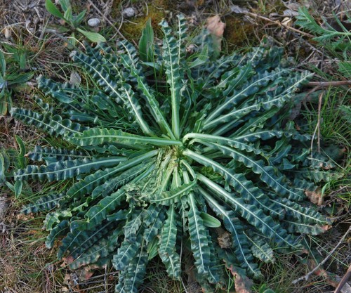 Reseda luteola (Weld) — photo