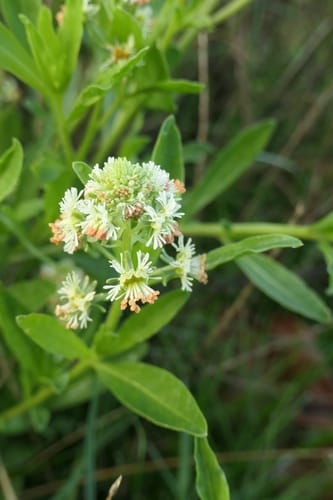 Reseda odorata (Mignonette) — photo
