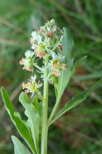 Reseda odorata (Mignonette) — photo
