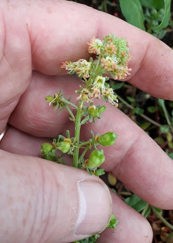 Reseda odorata