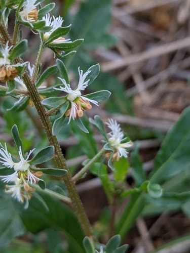 Reseda phyteuma (Rampion Mignonette) — photo