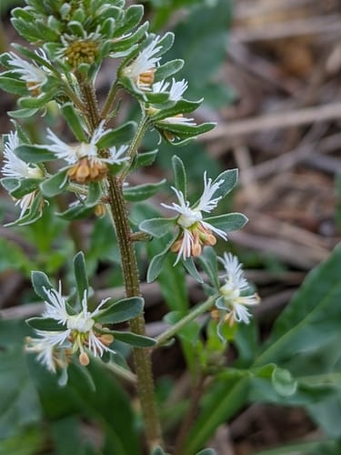 Reseda phyteuma (Rampion Mignonette) — photo