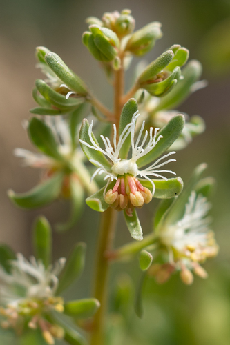Reseda phyteuma