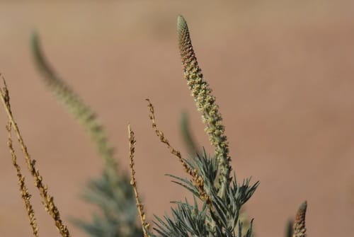 Reseda villosa — photo