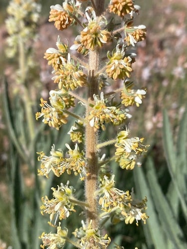 Reseda villosa