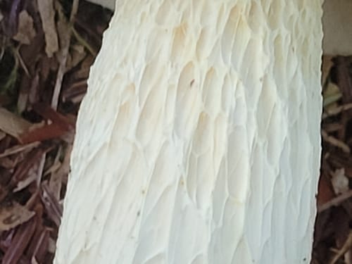 Retiboletus griseus — photo