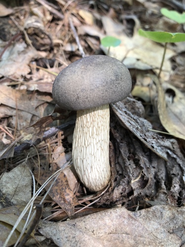 Retiboletus griseus