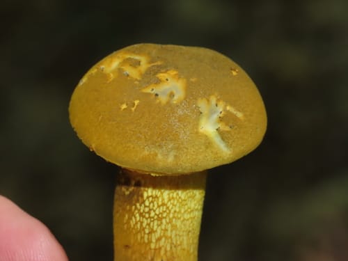 Retiboletus ornatipes — photo