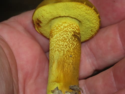 Retiboletus ornatipes — photo