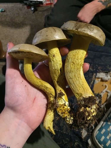 Retiboletus ornatipes