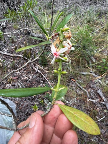 Retiniphyllum schomburgkii — photo