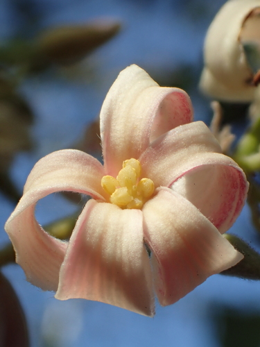 Reutealis trisperma