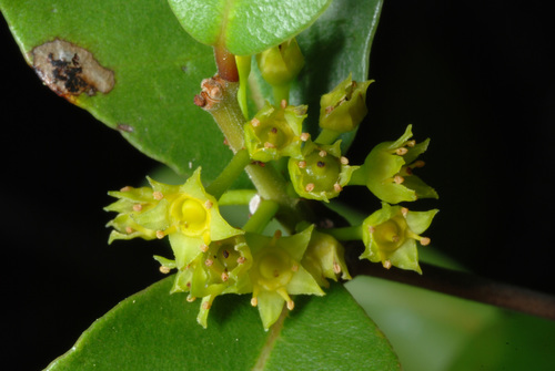 Reynosia septentrionalis