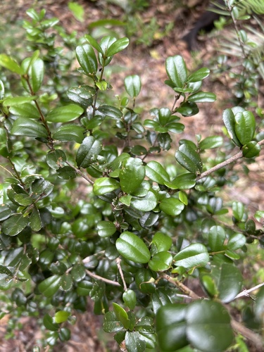 Reynosia uncinata (Cascarroya) — photo