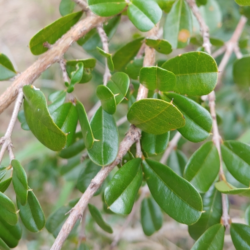 Reynosia uncinata (Cascarroya) — photo