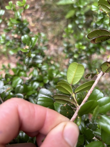 Reynosia uncinata
