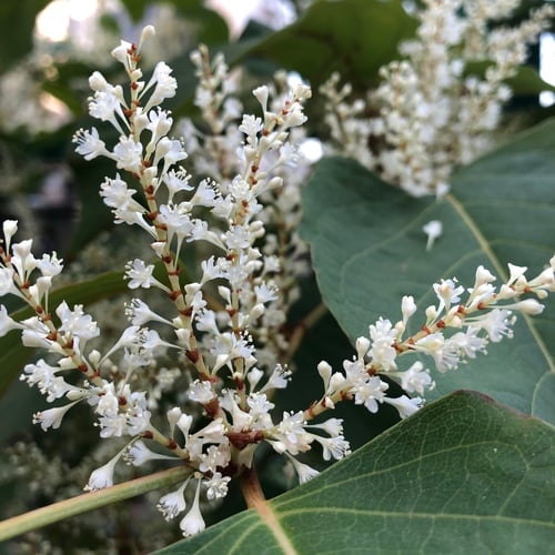Reynoutria japonica (Japanese knotweed) — photo