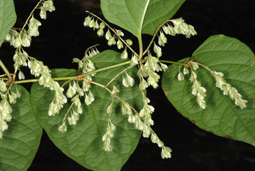 Reynoutria japonica (Japanese knotweed) — photo