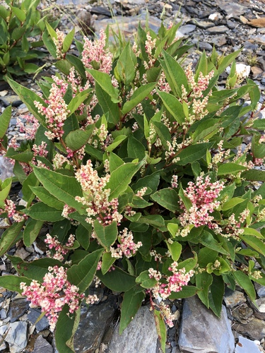 Reynoutria japonica