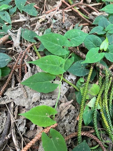 Reynoutria multiflora (Climbing knotweed) — photo