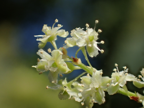 Reynoutria multiflora