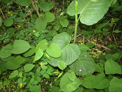 Reynoutria sachalinensis — photo