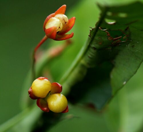 Rhabdophyllum affine — photo