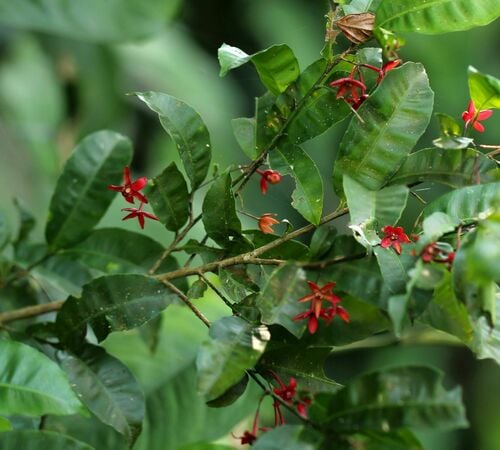 Ochnaceae