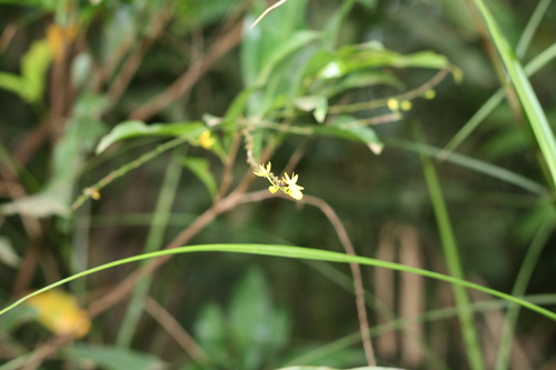 Rhabdophyllum calophyllum — photo