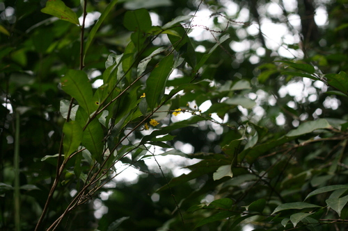 Rhabdophyllum calophyllum — photo