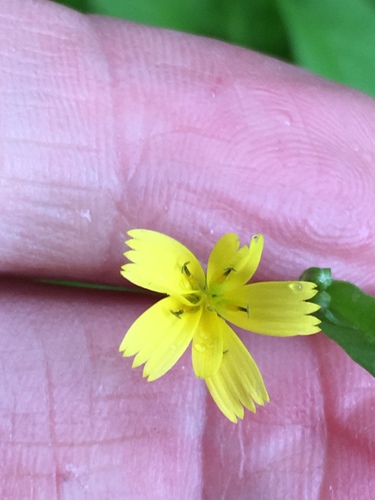 Rhagadiolus stellatus — photo