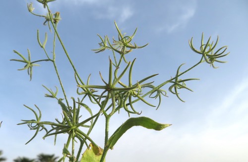 Rhagadiolus stellatus